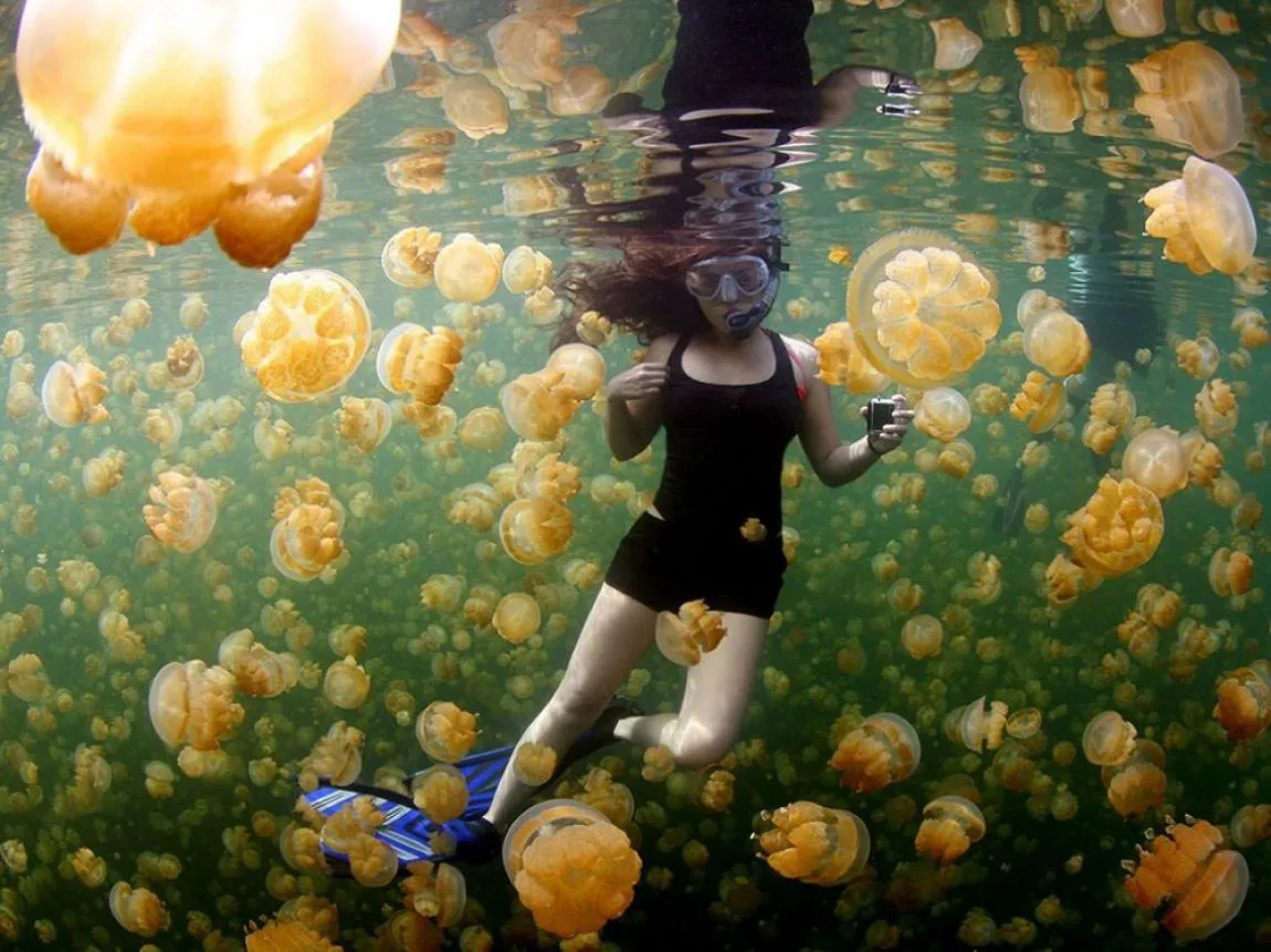 Yellow Jellies.