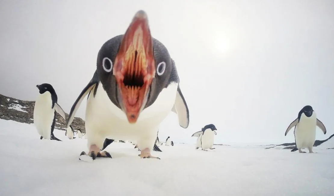 When Penguins Attack.
