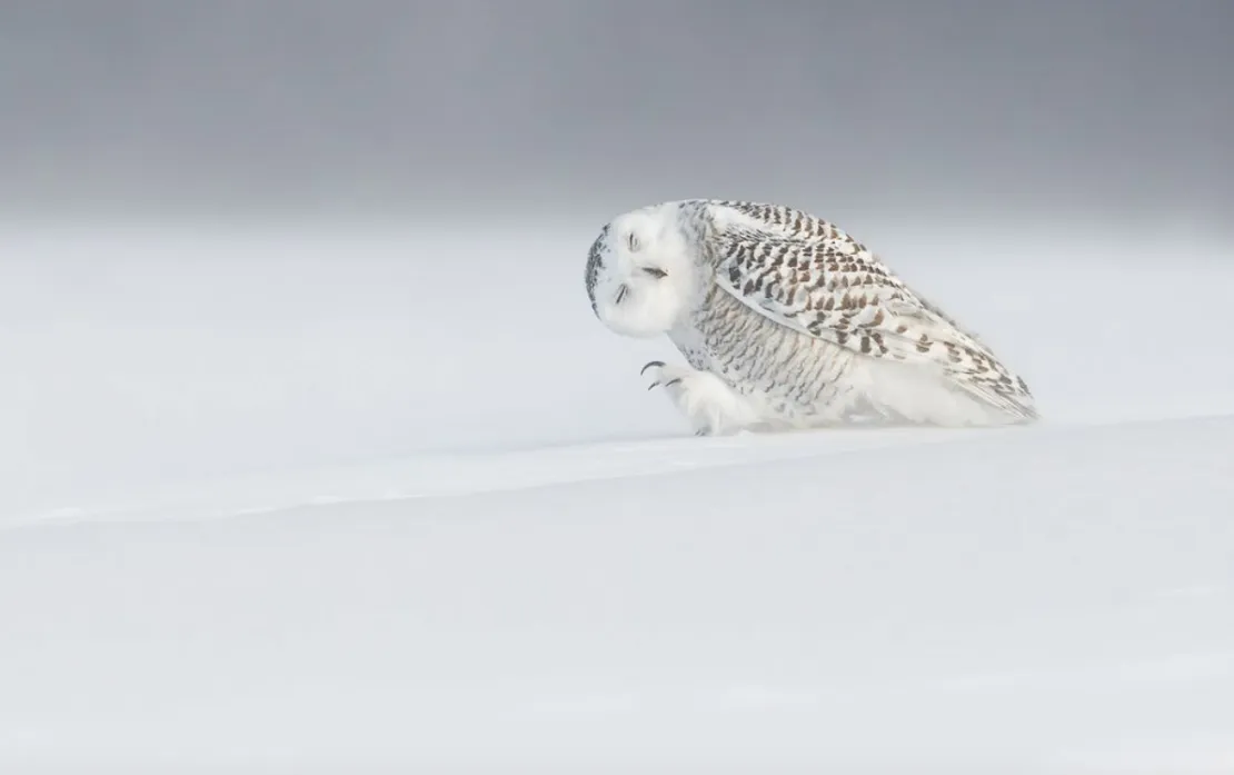 Against The Wind.