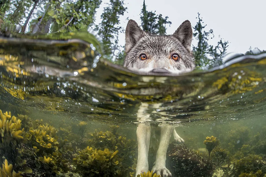 Something's Fishy.