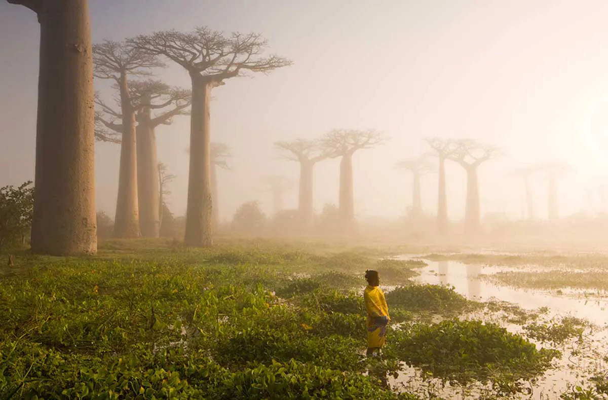 Mother of The Forest. Tạm dịch là "Mẹ thiên nhiên", Madagascar.