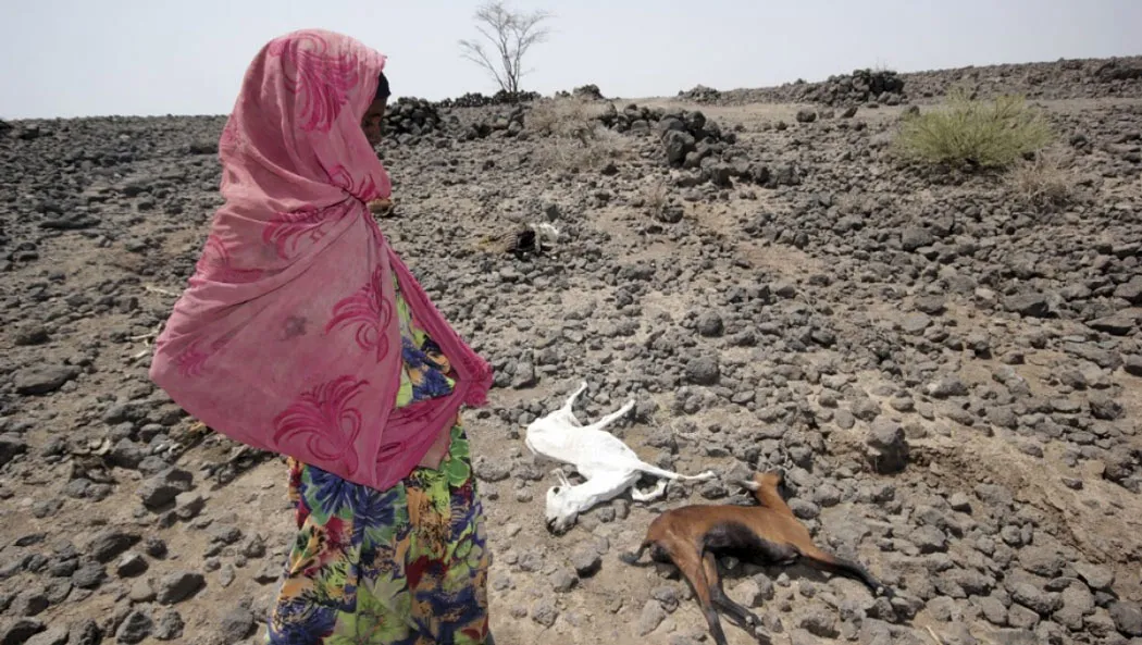 Một bé gái đi ngang qua xác hai con nai chết khát ở Ethiopia.