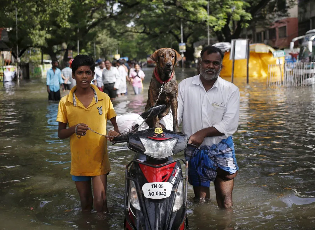 Người dân dắt xe chết máy trên đường phố Chennai, Ấn Độ trong trận ngập lụt lịch sử.