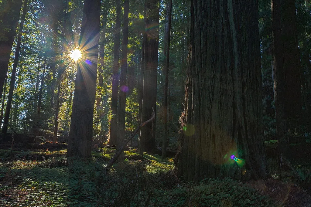 The Magic Of The Redwoods