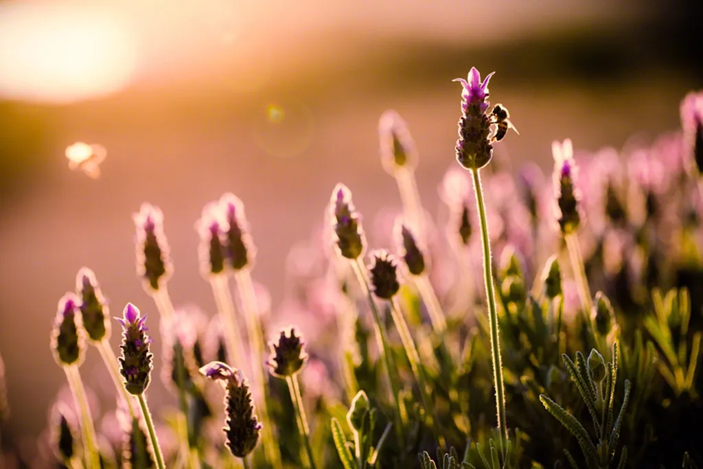 Lavender Bees