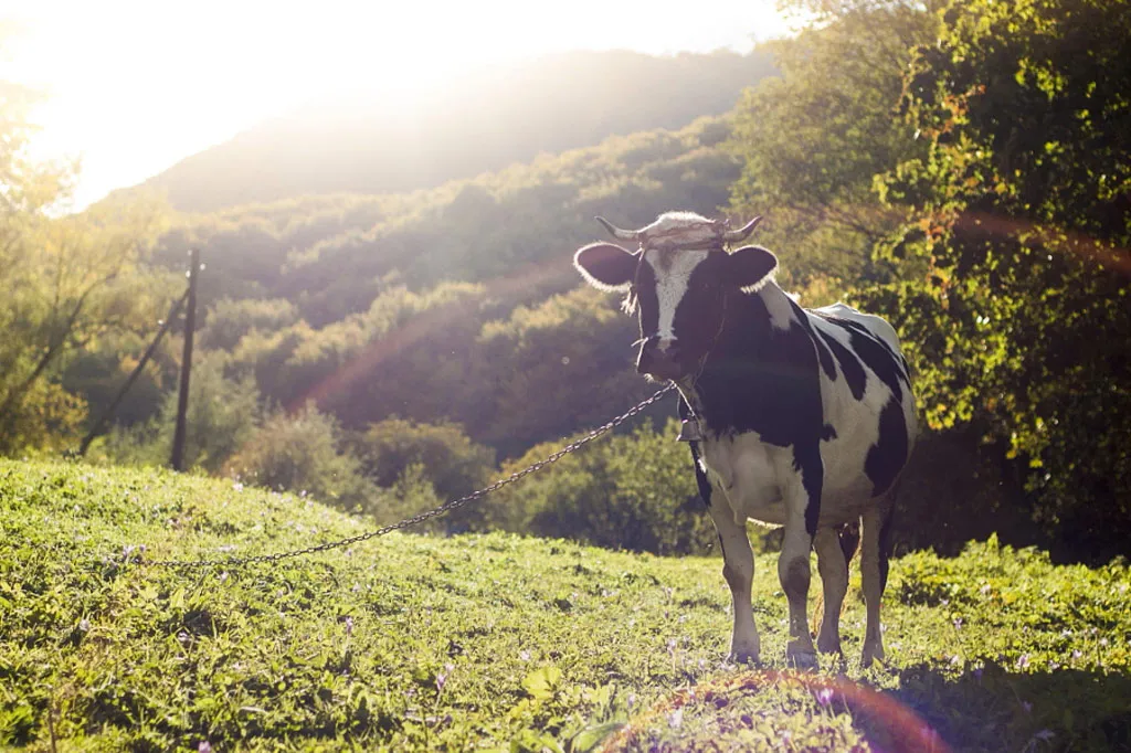 Carpatian cow