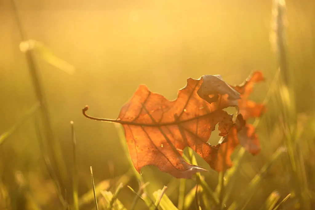 One Day in Autumn