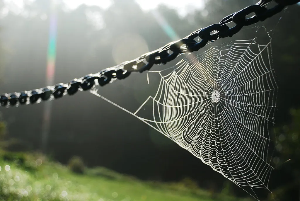 Charlotte's Web
