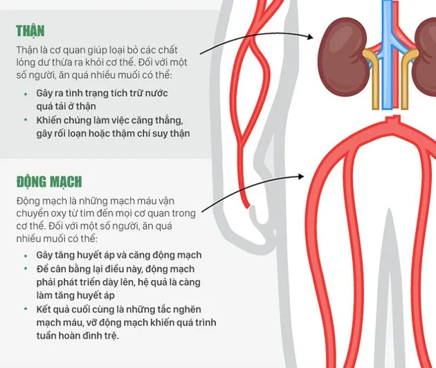 Ăn quá nhiều muối có thể gây tăng huyết áp và căng động mạch.
