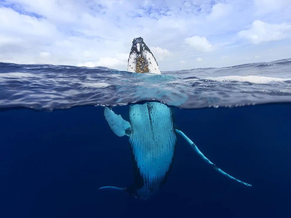 Cá voi lưng gù, Tonga