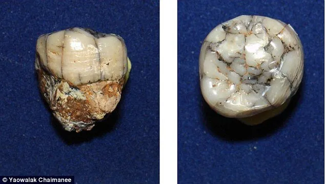 Răng hóa thạch của loài Gigantopithecus.