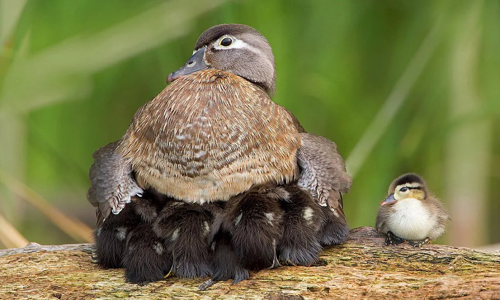 Dưới đôi cánh mẹ vịt