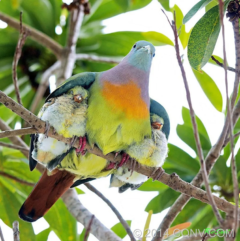 Dưới đôi cánh mẹ