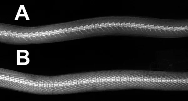 So sánh phần đốt sống giữa thân và hệ thống xương dăm cùa 2 loài Chlopsis A Chlopsis bicolor, IIPB 105/2006 và B Chlopsis orientalis, IMER – 16495.