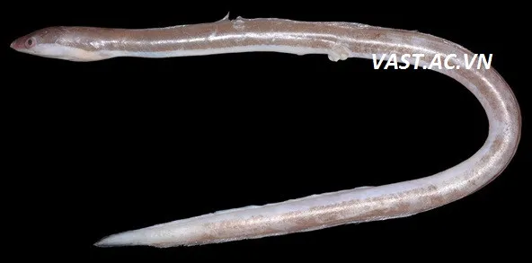 Mẫu gốc Holotype của loài cá Chình Phương Đông Chlopsis orientalis, chiều dài toàn thân 269mm, mã số mẫu vật IMER-16495.