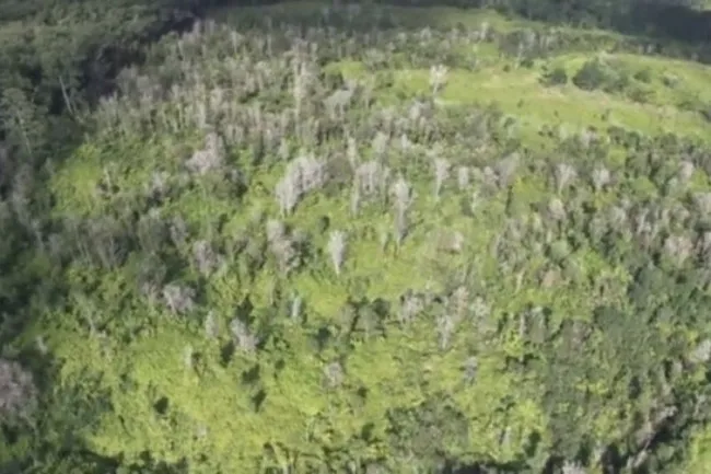 Những cánh rừng ở Hawaii bị bệnh lạ tàn phá.