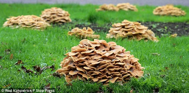 Các cụm nấm này đều liên kết với nhau.
