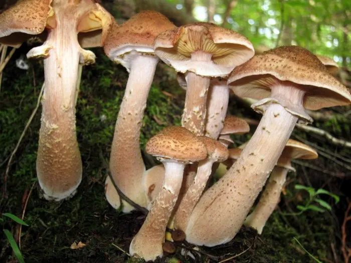 Nấm Armillaria.