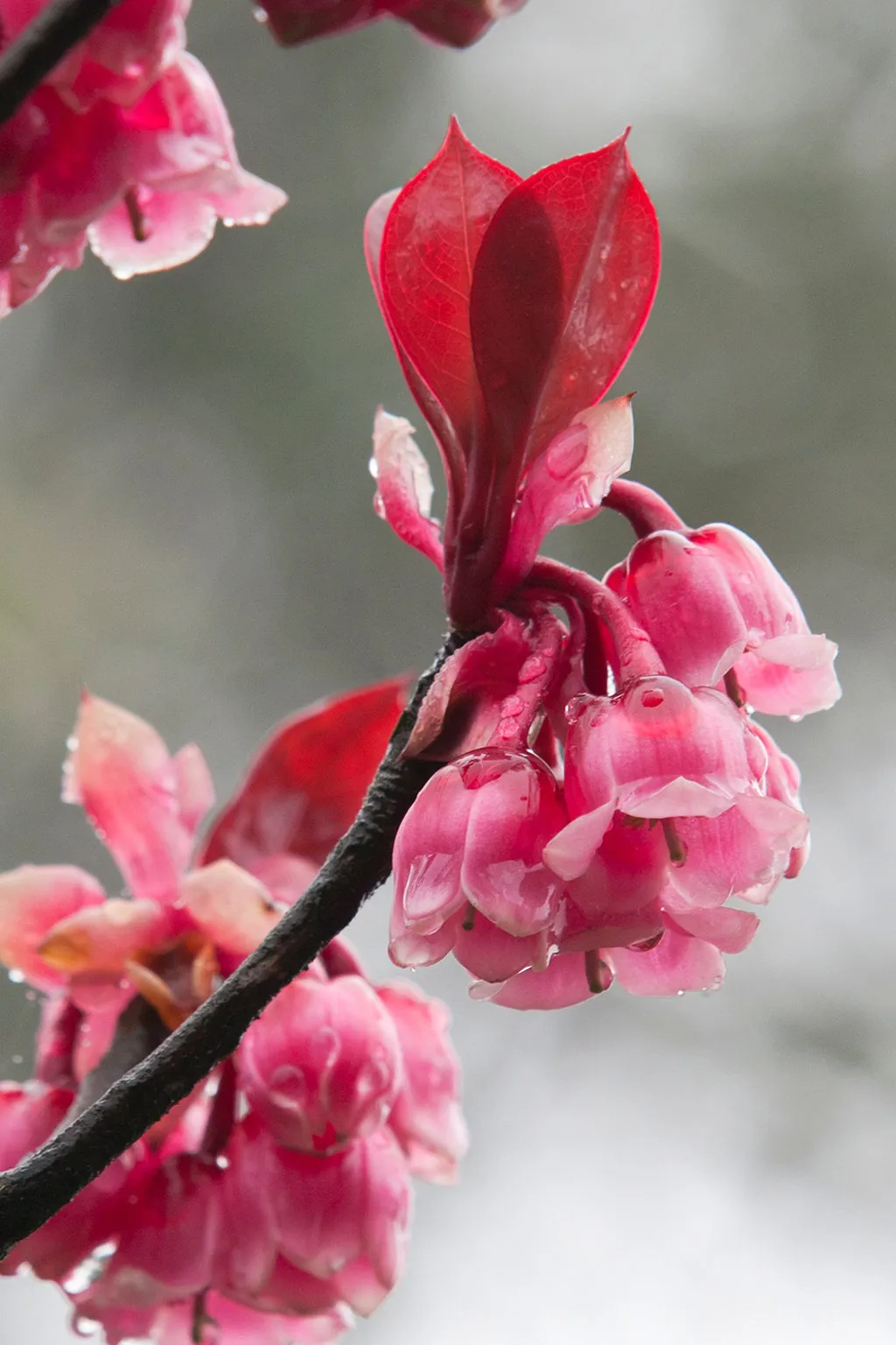Vào mùa xuân, khu vườn hoa Le Jardin D'Amour ở Bà Nà Hills luôn rực rỡ với hàng trăm loại hoa đua nở. Cùng những thảm hoa muôn sắc đó, sắc hoa đào chuông nhỏ xinh lung linh đến diệu kỳ giữa không gian tâm linh thâm trầm như khiến tâm hồn du khách nhẹ bẫng, thanh tao.