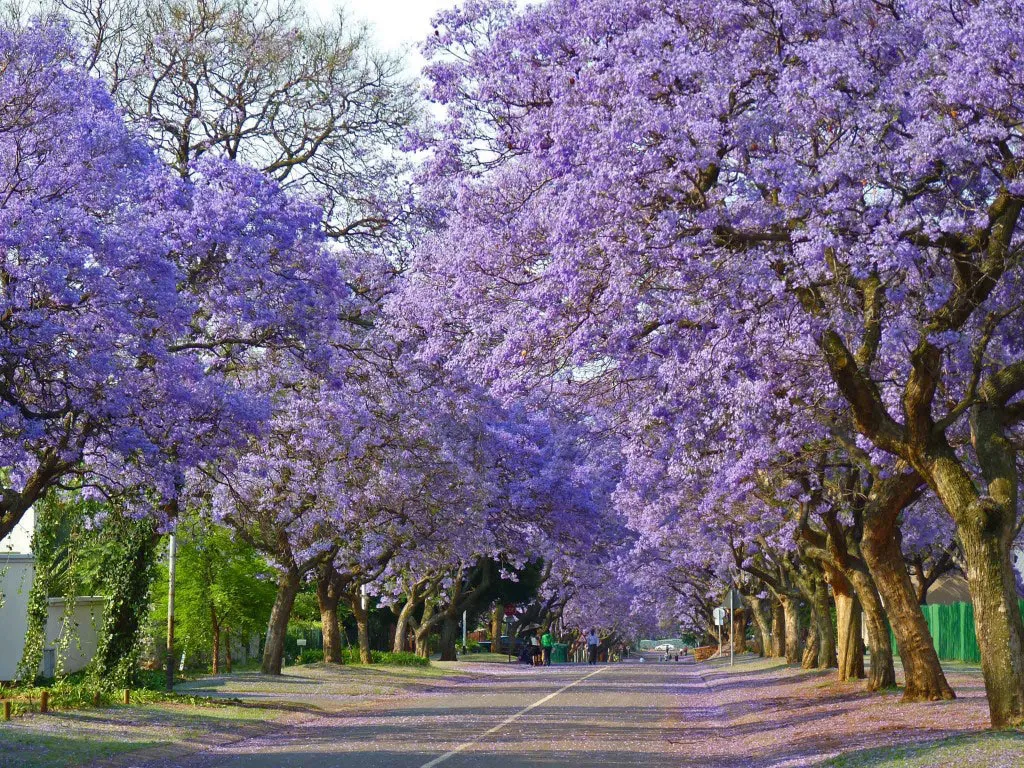 Thành phố Johannesburg là khu rừng nhân tạo lớn nhất thế giới.