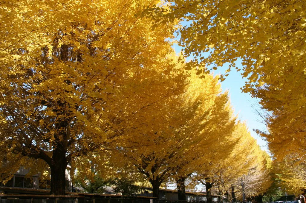 Đường cây bạch quả này nằm bên ngoài khuôn viên vườn Meiji Shrine, thuộc Shibuya, Tokyo.