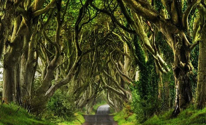 Hàng rào Trung cổ ở Bắc Ireland