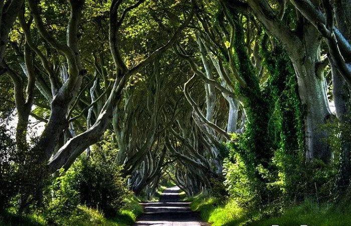 Hàng rào Trung cổ ở Bắc Ireland được cho là đã 300 tuổi đời.