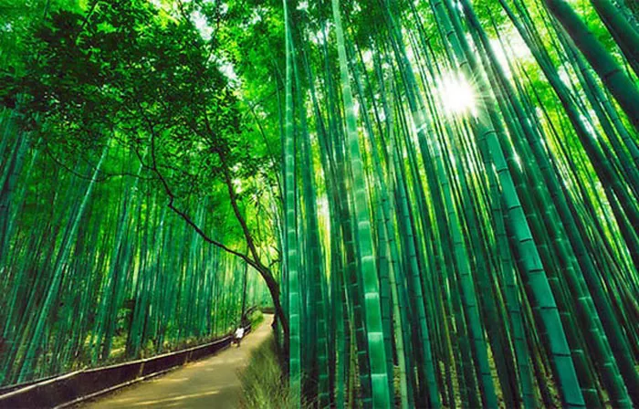 Rừng trúc Sagano ở Arashiyama, Kyoto