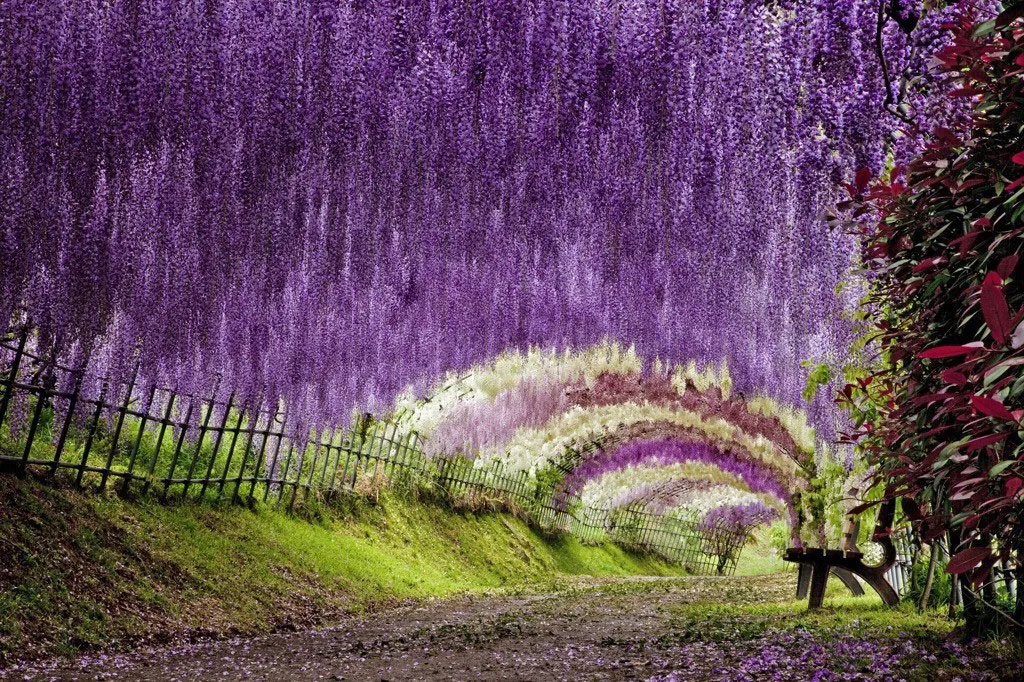 Đường hầm hoa tuyệt đẹp nằm trong khuôn viên vườn Kawachi Fuji tại Kitakyushu, Nhật Bản.