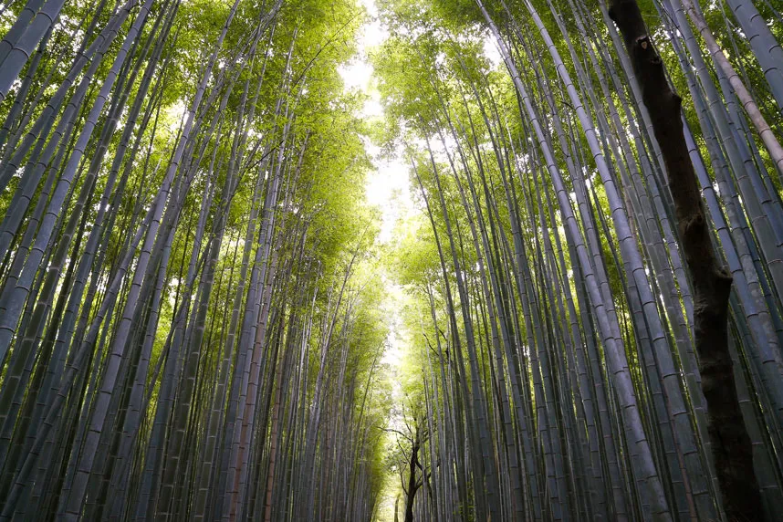 Đường tre