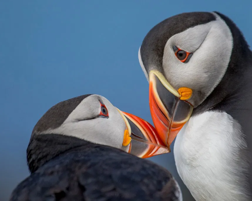 Chim puffin ở Hebrides