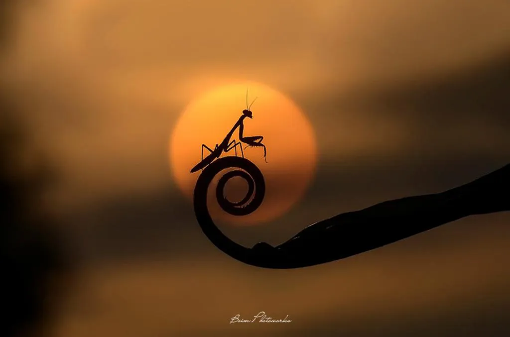 Hoàng hôn của bọ ngựa!