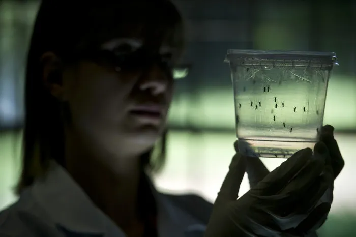 Virus Zika được lây truyền qua muỗi.