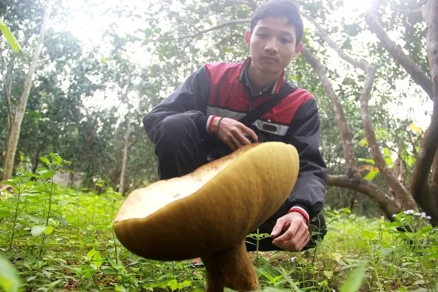 Những cây nấm này có màu nâu xám hoặc vàng nhạt, kích thước khổng lồ so với những loại nấm thông thường.