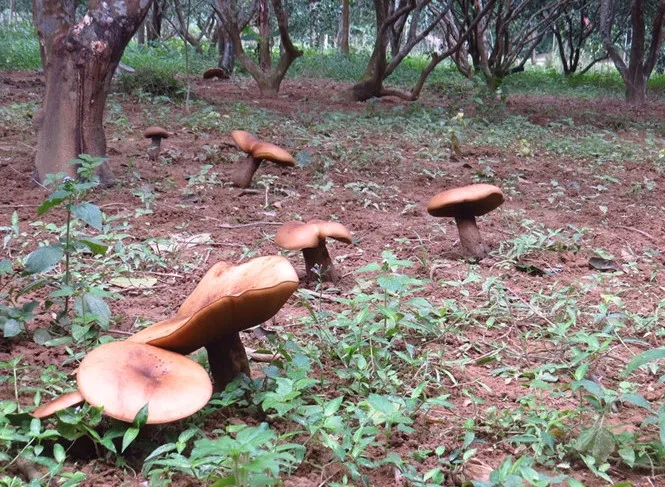 Một loại nấm lạ đột nhiên mọc lên vô số trong khu vườn thanh trà của nhà ông Đặng Mau.