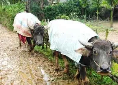Mặc thêm áo cho trâu bò.