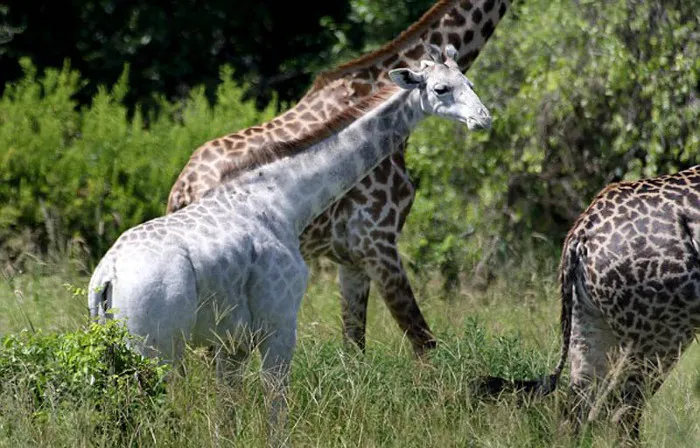 Hươu cao cổ màu trắng ở công viên quốc gia Tarangire, Gambia.