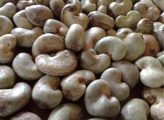 Không bao giờ ăn hạt điều thô, chưa qua chế biến.