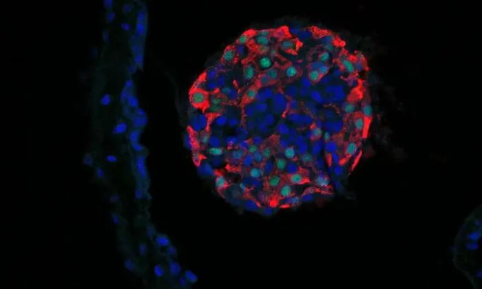 Thí nghiệm của nhóm Harvard đã bọc những tế bào beta vào trong một loại gel có tên alginate.