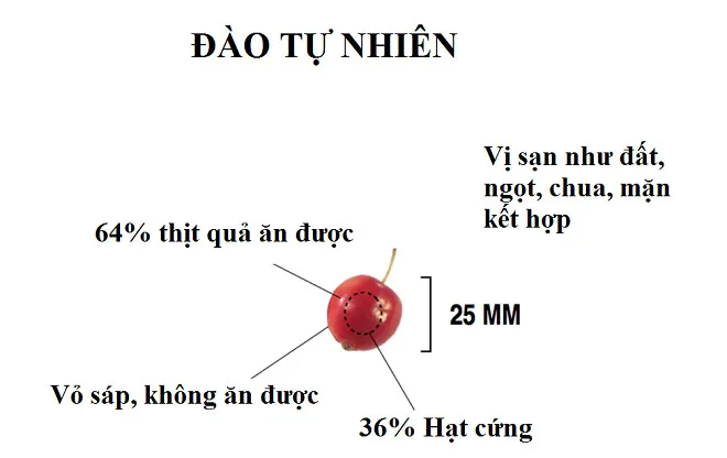 Đào tự nhiên, năm 4.000 trước Công nguyên.