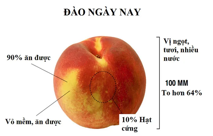 Đào ngày nay.