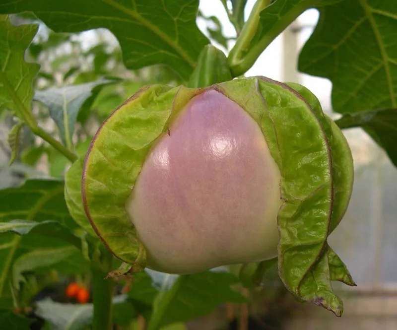 Giống cà tím nguyên thủy có gai ở cuống hoa.