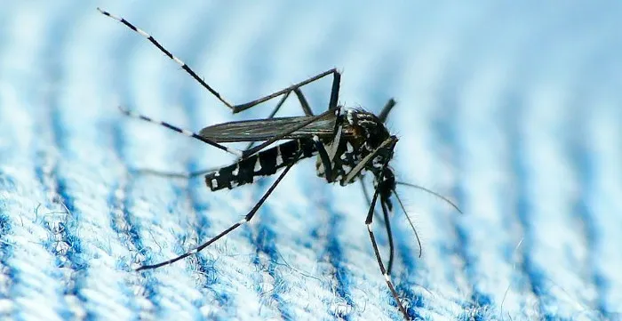 Virus Zika có khả năng lan truyền qua đường tình dục.