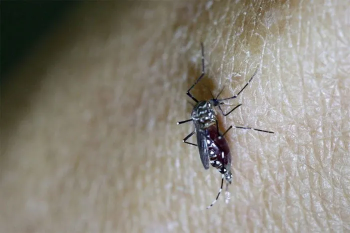 Muỗi vằn cái, loài vật truyền virus Zika.