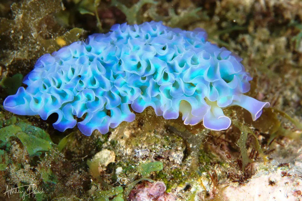 Sên rau diếp biển (Elysia Crispata) ngay từ tên gọi cũng cho người ta cảm giác về hình thù giống loại rau trên cạn.