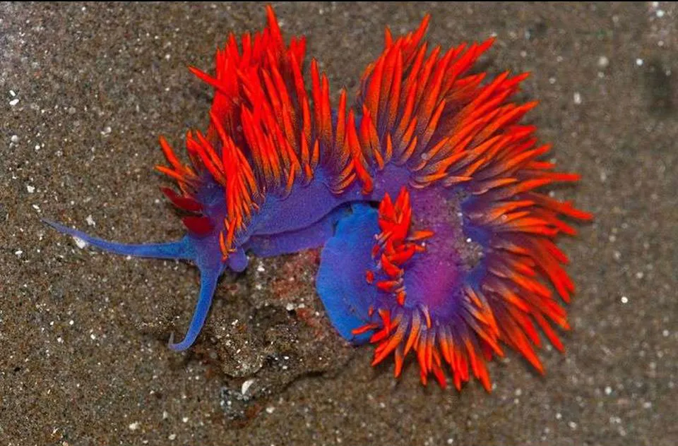 Flabellina Iodinea như một vũ công samba.