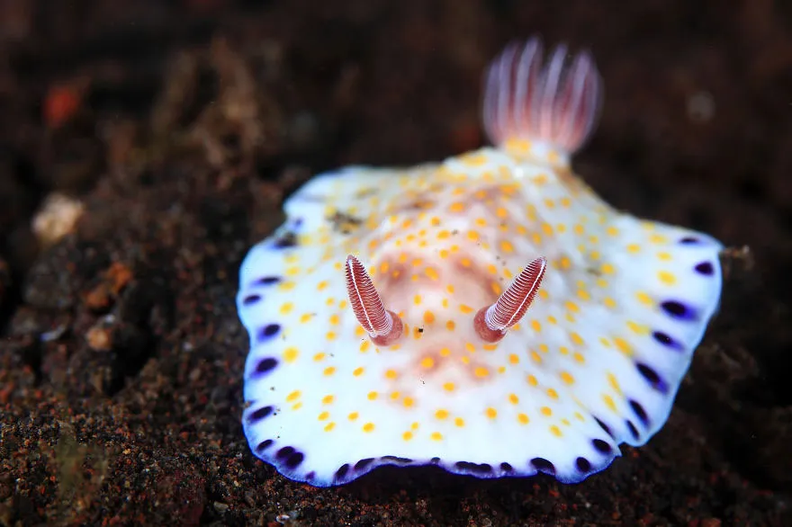 Hai chiếc sừng càng khiến cho sên biển Chromodoris Alius thêm đáng yêu.