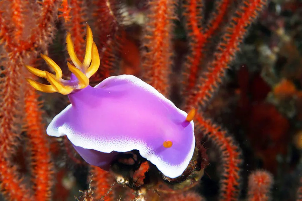 Sên biển Hypselodoris Apolegma duyên dáng với viền trắng quanh thân hình màu tím đẹp mắt.