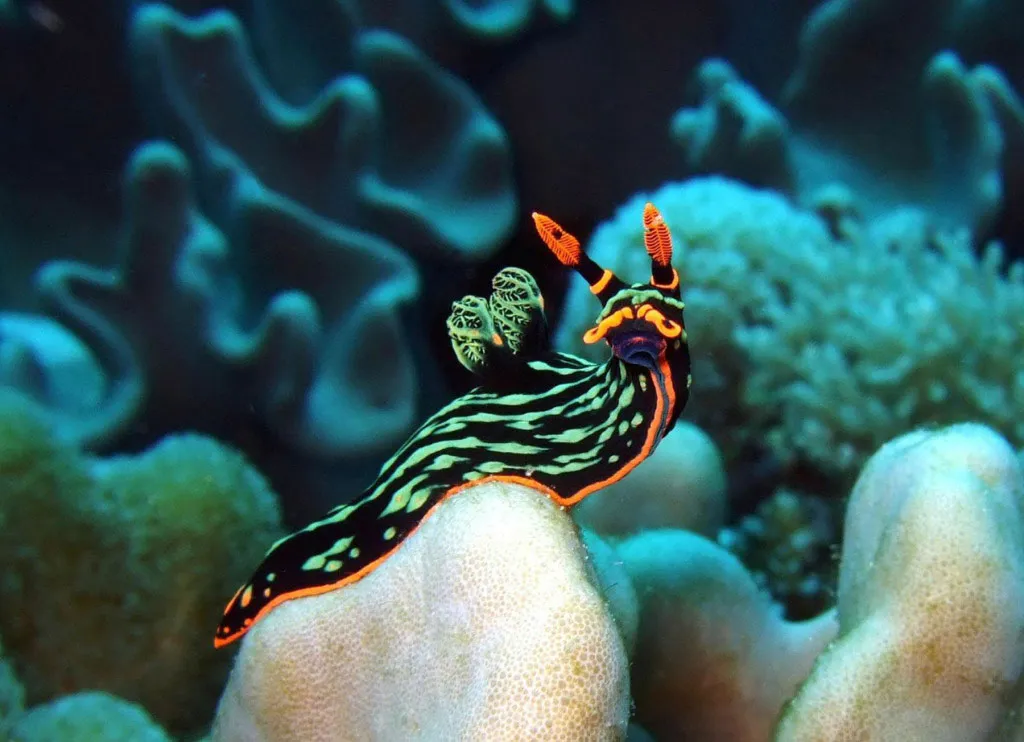 Một con sên biển Nembrotha Kubaryana.