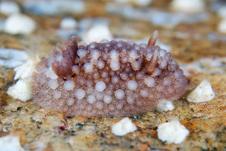 Sên biển Onchidoris Bilamellata.